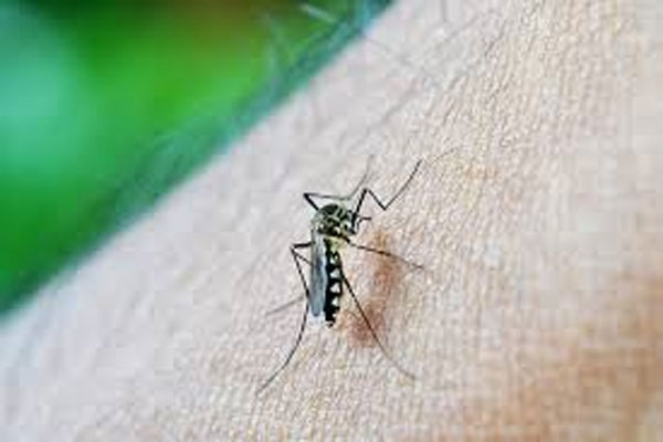 보건당국이 말라리아 예방수칙준수 및 감염 주의를 당부했다. 사진출처:pixabay.com