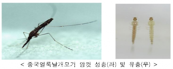 경기도 파주지역에서 말라리아 원충에 감염된 ‘얼룩날개모기(Anopheles 속)가 첫 확인돼 보건당국이 말라리아 감염 주의를 당부했다.(사진: 질병관리본부)