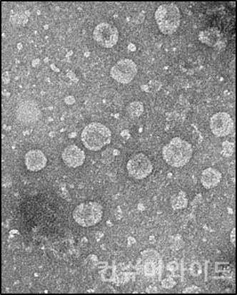 아모레퍼시픽 기술연구원이 녹차유산균 엑소솜(Exosome)의 피부 항염증 효과를 밝혀냈다. (사진:녹차유산균 엑소솜의 전자현미경 촬영)
