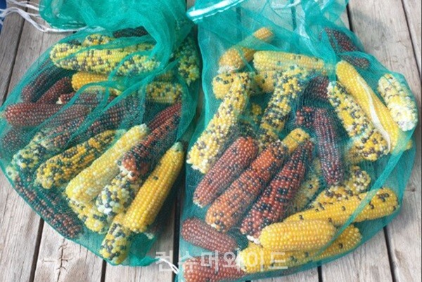 국산팝콘옥수수, 수확 후 망에서 바짝 건조해 수분을 없앤다. (사진 제공 : 박은주 / 출처 : 다음카페 상희의 꾸러미)