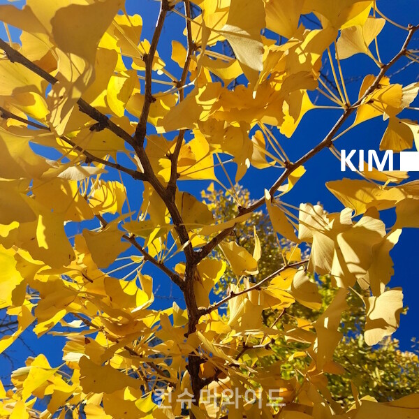  Kim took the photo. While walking, she appreciated the brilliant autumn hues of the foliage.